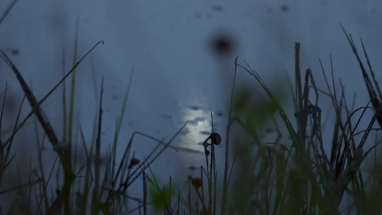 slowly moving moonlight reflection in water hiding behind wild plants and tall leaves growing in the meadow