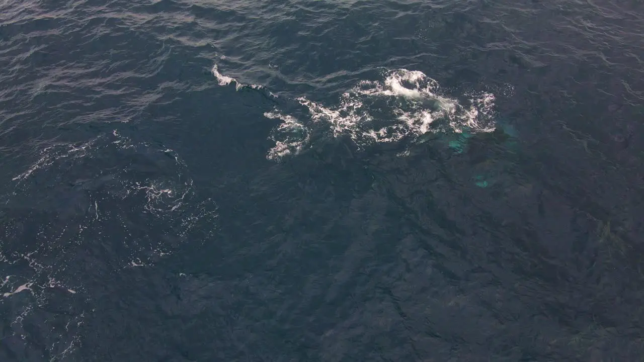 Humpback Whale Swimming And Diving Undersea Baleen Whale At Bondi Beach NSW Australia