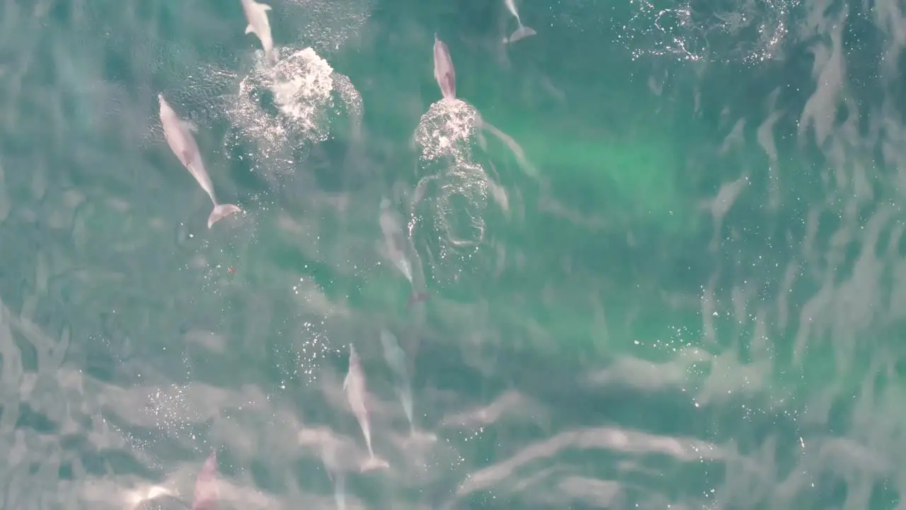 Drone aerial shot of dolphin pod group swimming and splashing in Pacific Ocean NSW Central Coast Australia 4K