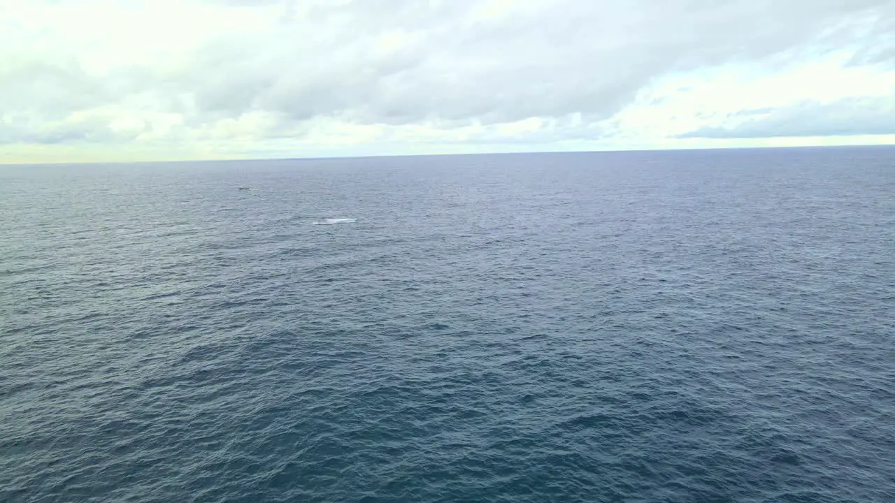 Aerial View Of Calm Blue Sea With Humpback Whale Breaching In The Distance Bondi Beach In NSW Australia