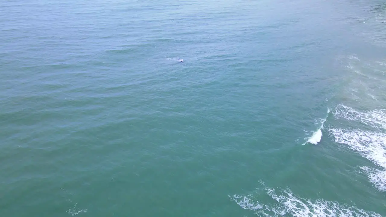 Aerial Footage of a Right Whales Reaching Beach Shore and Surfacing