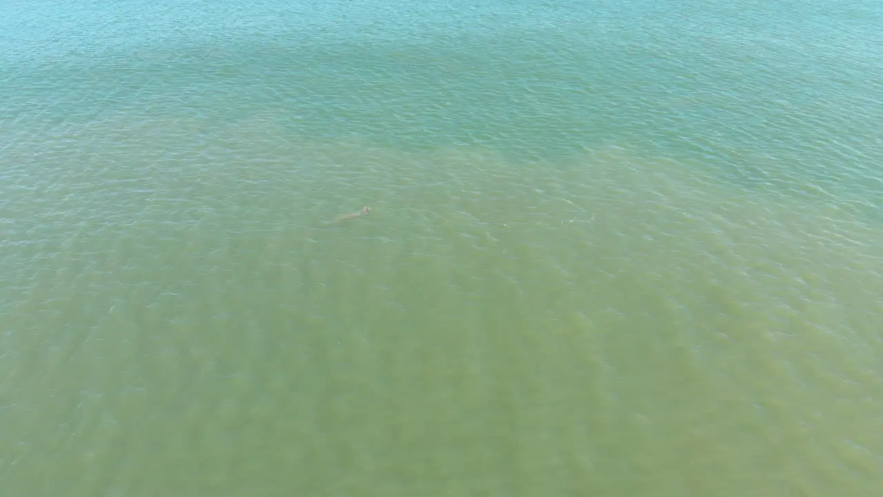 drone shots of dolphins swimming in the ocean