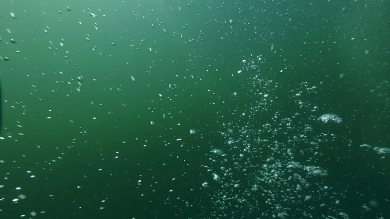 bubbles coming up in the water column during a dive