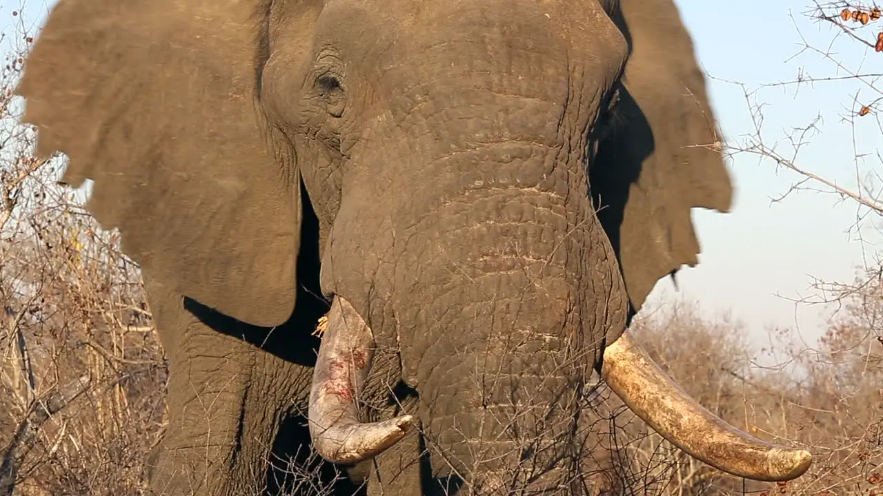 Close-up of an elephant in the wild flapping it's ears