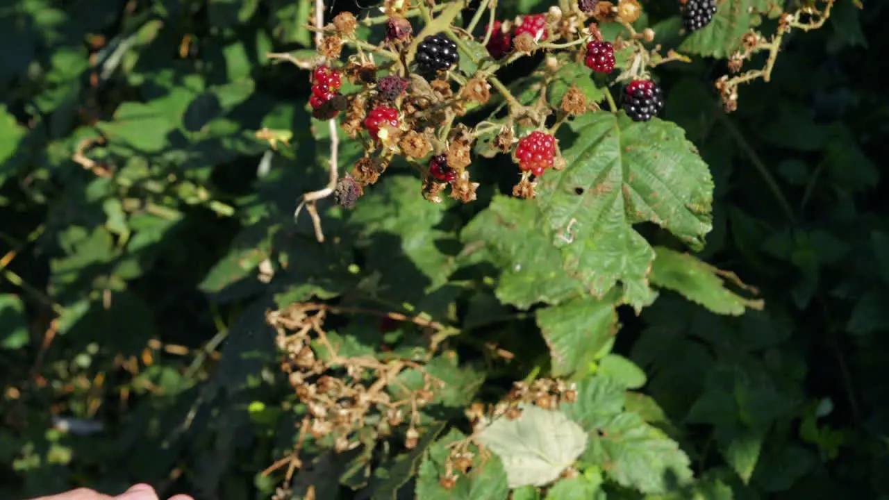 Male hand picking blackberries from a bush in sunlight static locked off