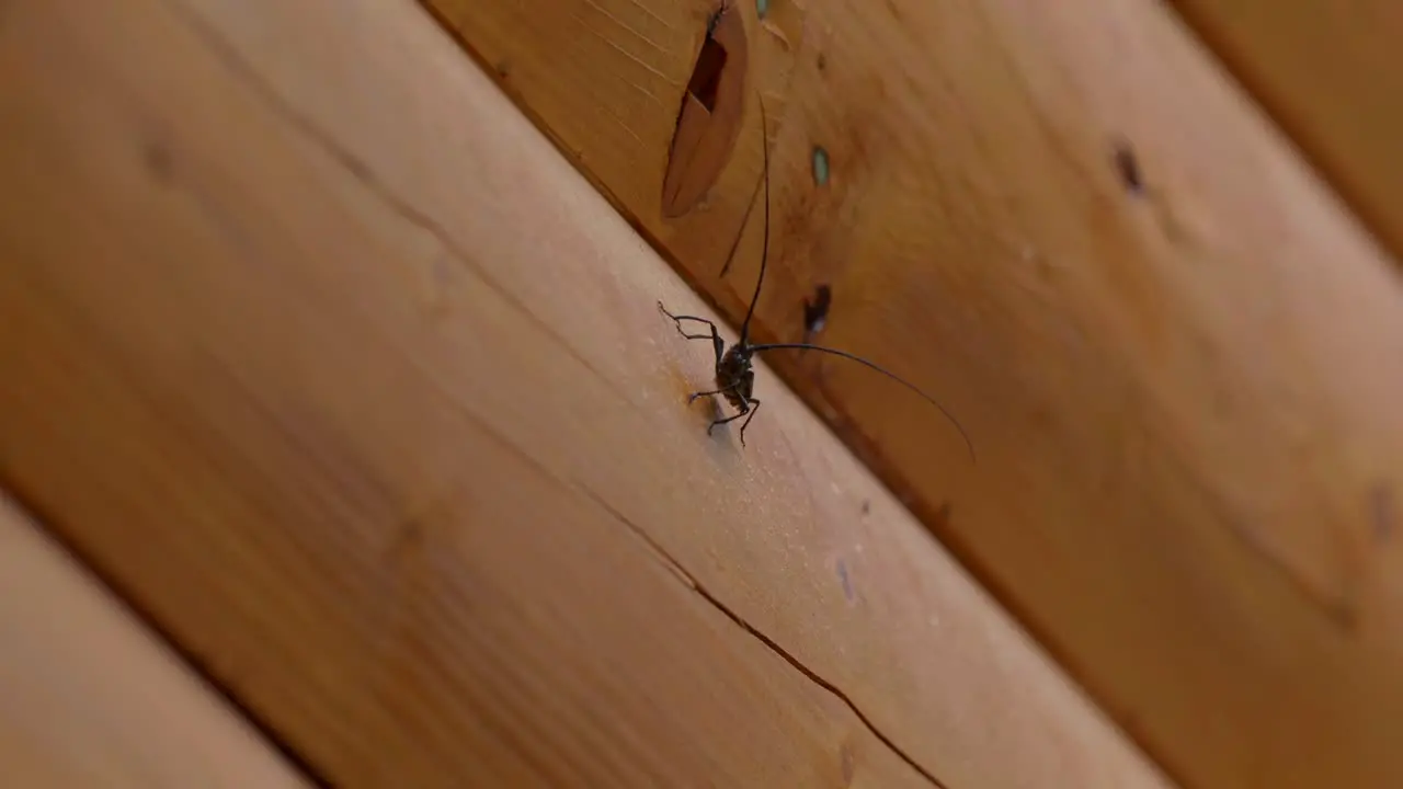 A sawyer beetle sits on the edge of a log cabin and then jumps off and flies