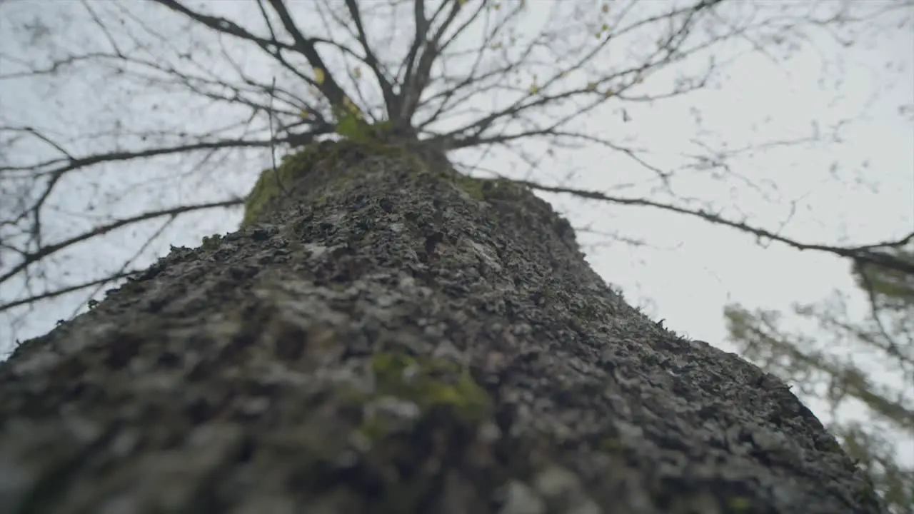 Macro Tracking Shot Of Huge Long Tree Trunk Blue Sky Through Branches