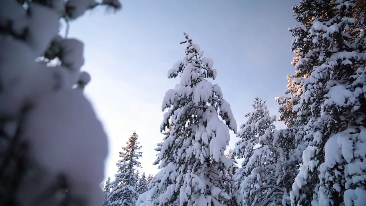 Reveal of a snow heavy tree in an Arctic forest