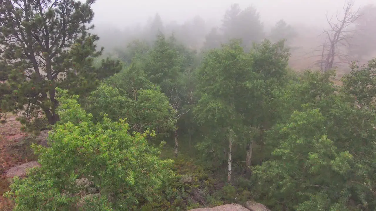 A mysterious enchanted forest on a misty morning