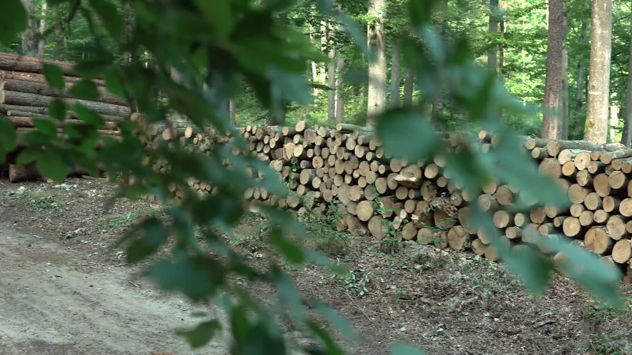 Logged Tree Trunks Lay Stacked as we Pan Left from Behind a Branch Revealing more Cut Down Timber