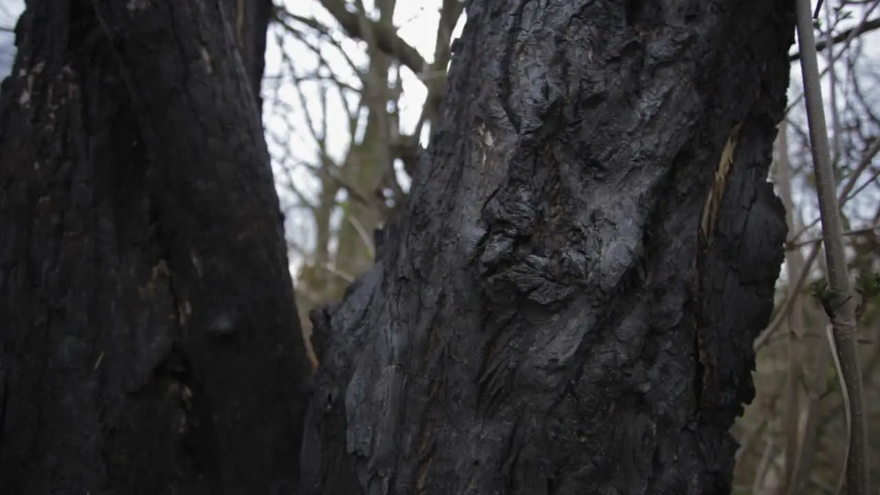 Close up of an irregular textured old tree bark in a forest