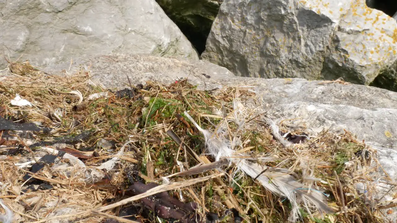 Dried natural seaweed debris and beach litter on seashore rock surface dolly right