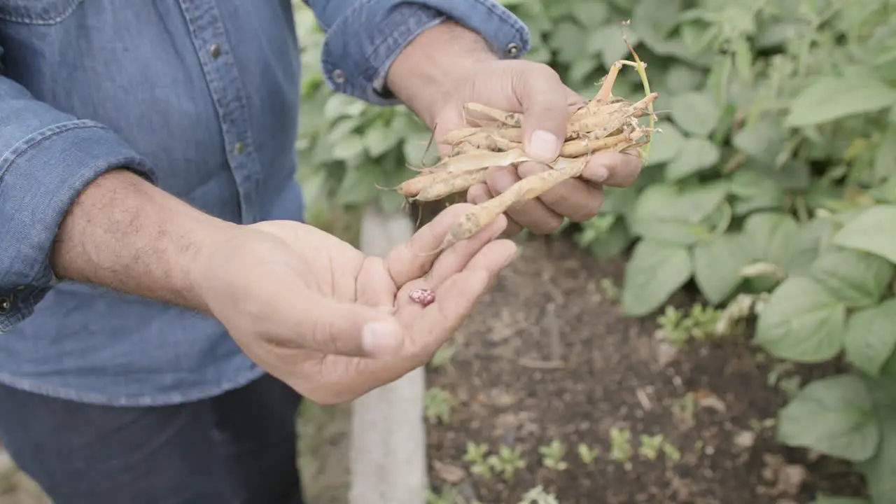 Slow motion footage of a person's hands showing dried string beans in a garden