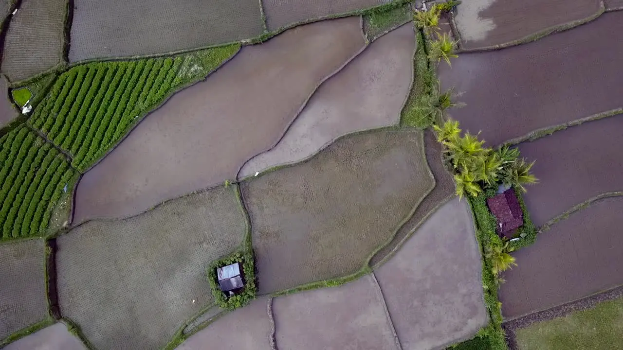 Marvelous aerial view flight vertical bird's eye view drone
of bali ricefield daytime summer 2017