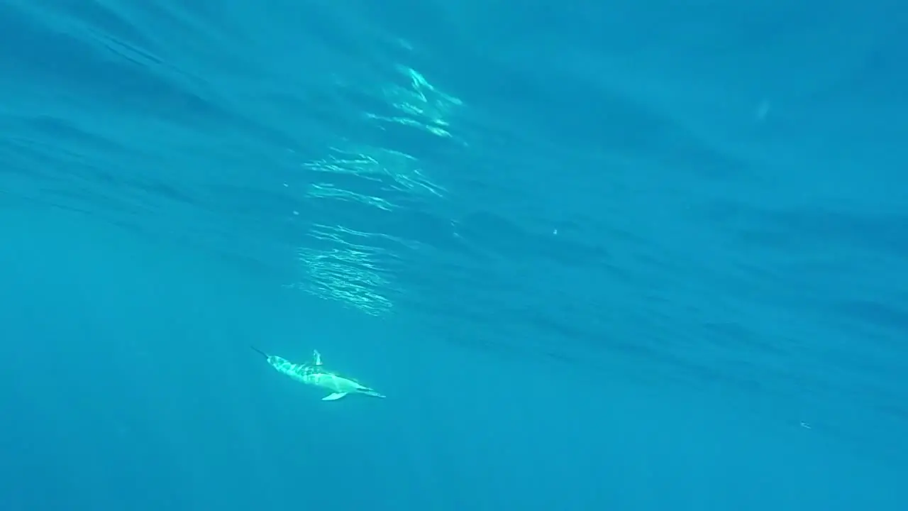 Dolphin Swimming Alone in Open Water