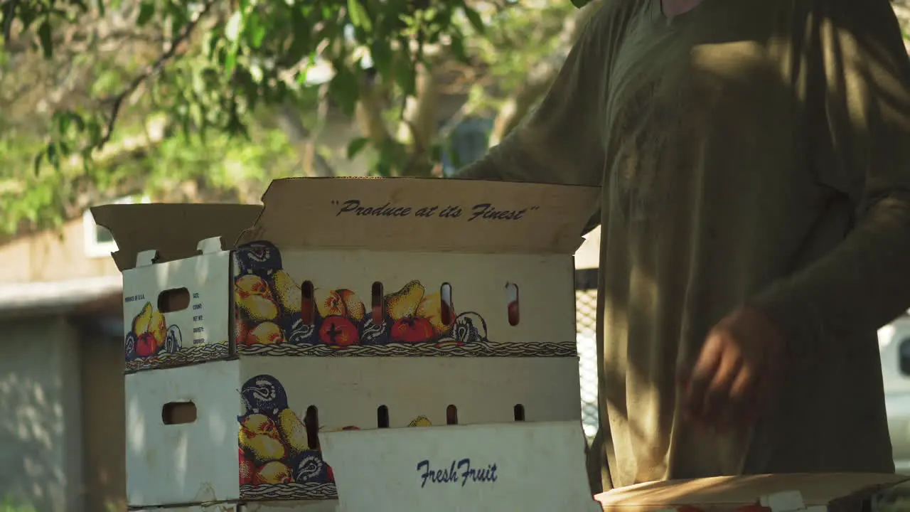 Person packing up tomato fruits in a cardboard box