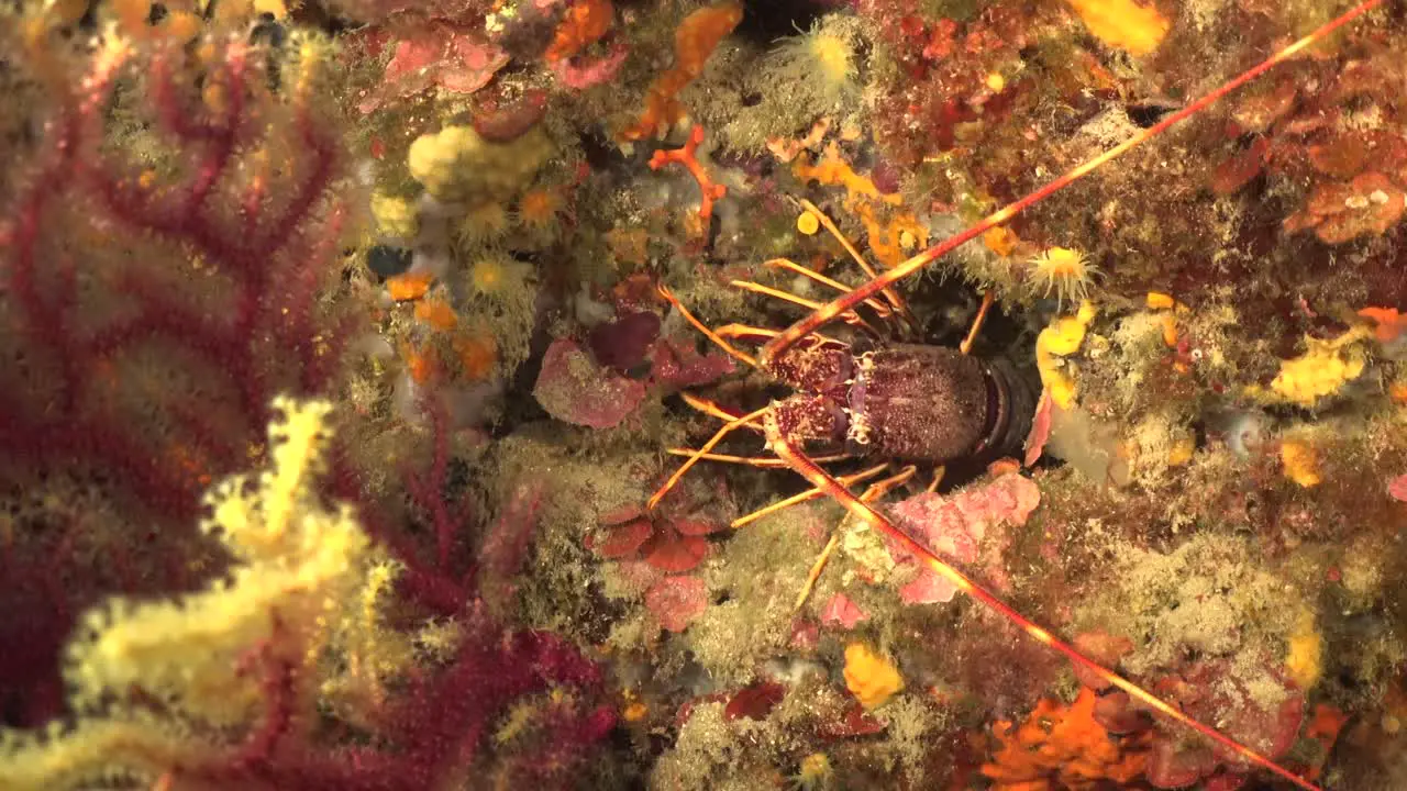 Mediterranean Lobster n coral reef underwater in spain