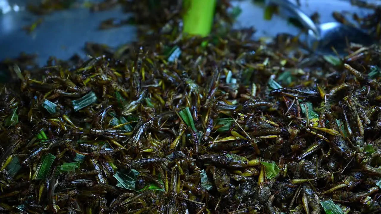 Fried Grasshoppers Takaten Tod Street Food in Thailand