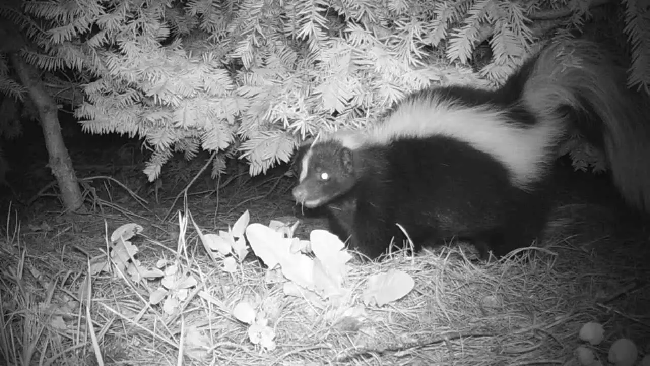 Skunk at night foraging for food