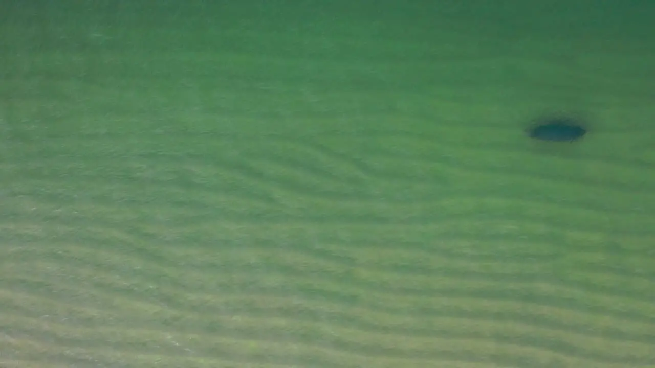 Following from above a solitary seal swims under the water following the coastline