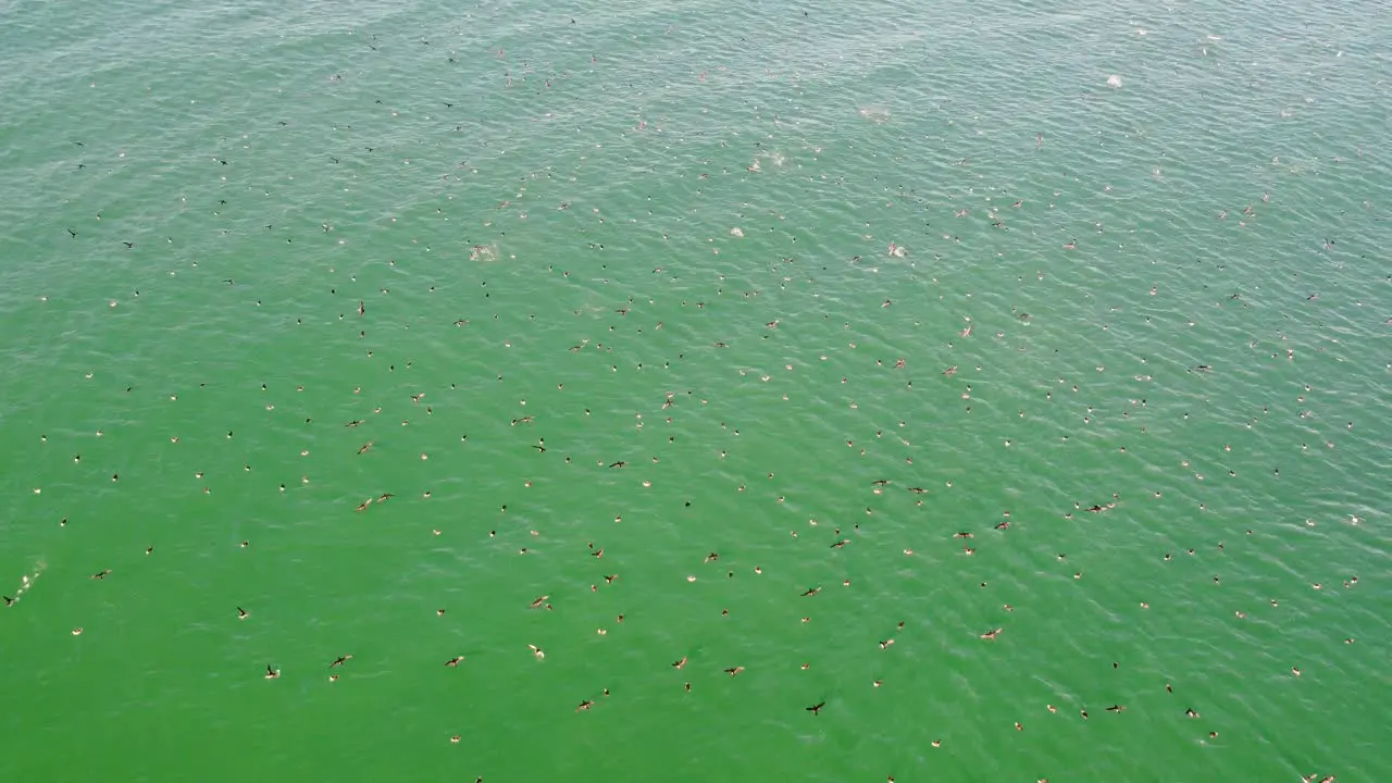 Drone aerial shot of seagull bird's flying over water sea Pacific Ocean landscape nature animals travel tourism The Entrance Central Coast NSW Australia 4K