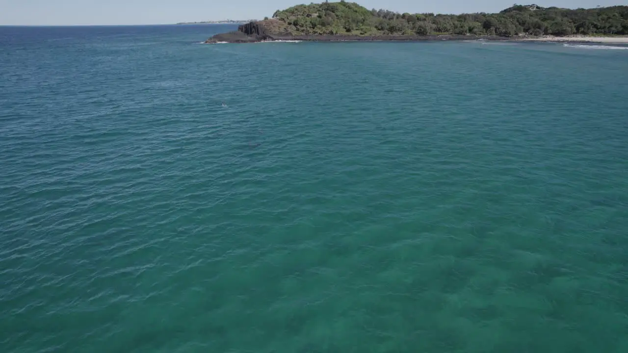 Dolphins Swimming In The Deep Blue Sea At Summer In NSW Australia