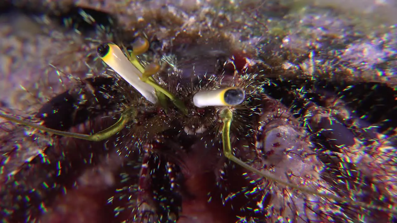 Hermit crab eyes super close up at night