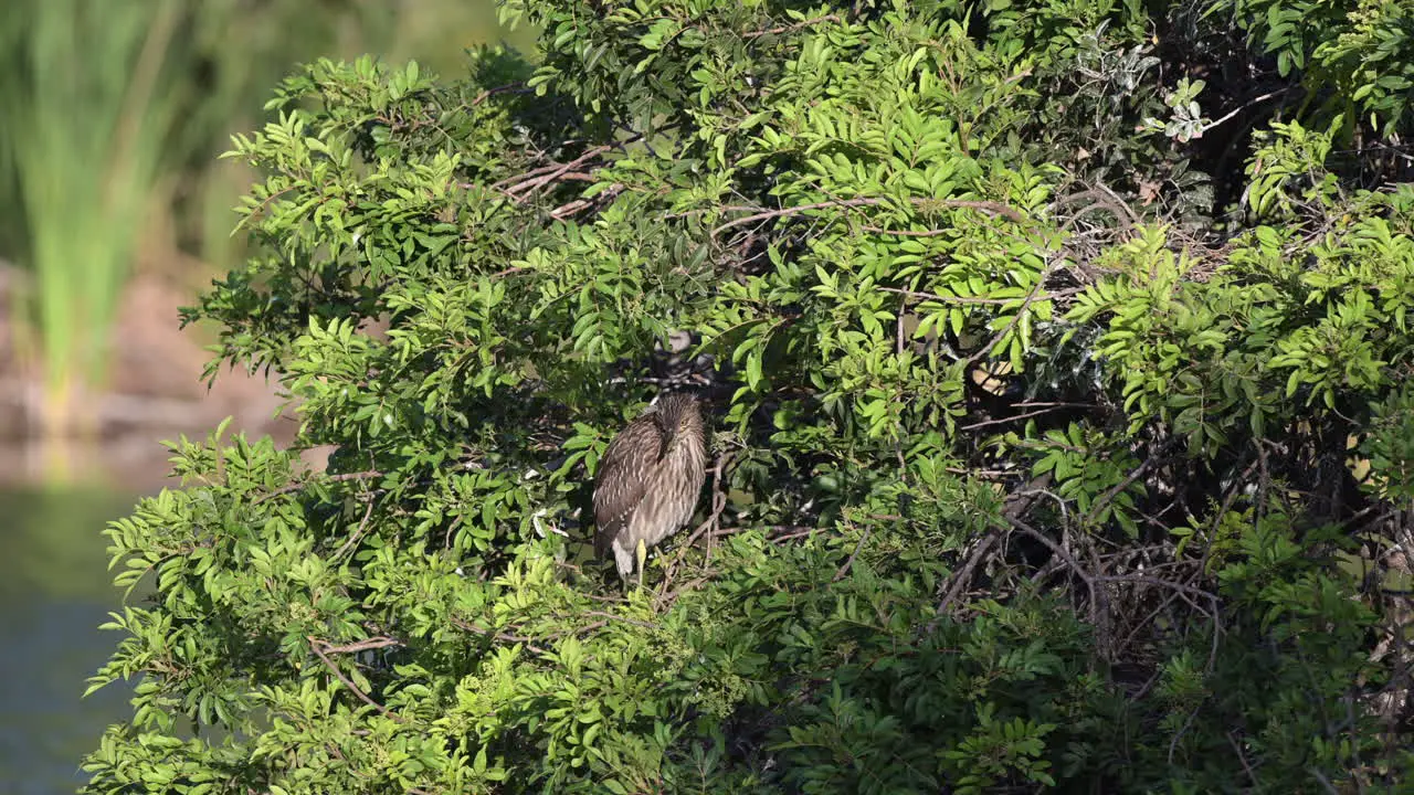 Black-crowned Night-Heron juvenile perched in a bush Venice Florida