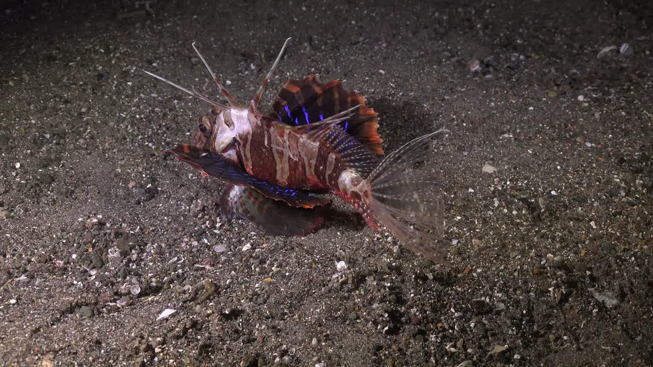 Blackfoot Lionfish swimming over sand showing blue lined fins