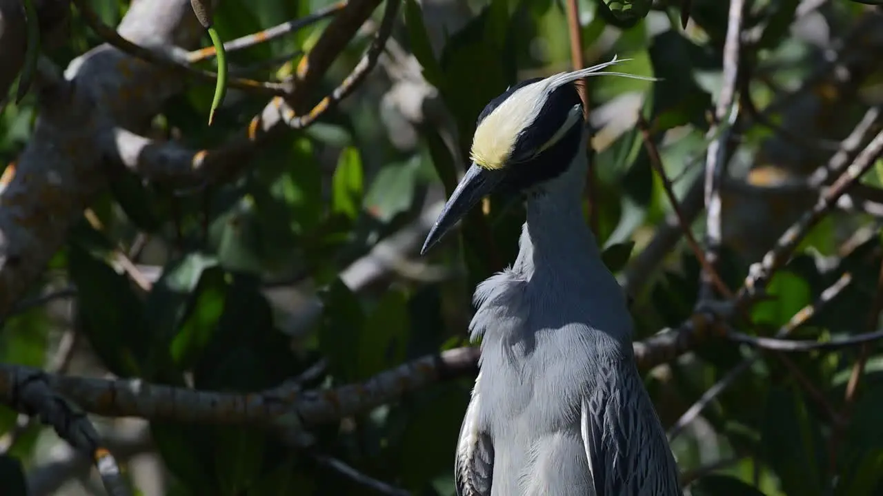 Yellow-crowned night heron adult slow-motion close-up of preening feathers in slow motion