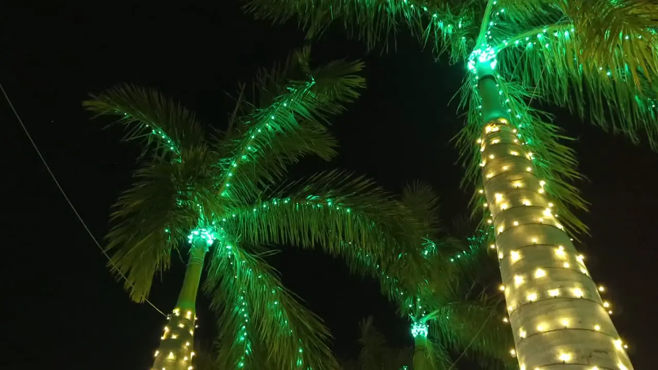 Florida Christmas lights on beautiful palm trees that are fully lit