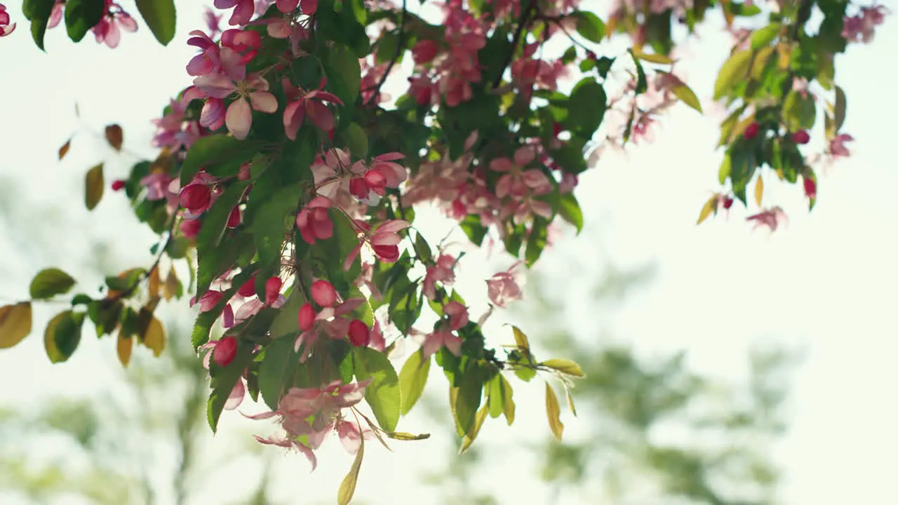 Pink sakura view against bright golden sun Inspiring floral spring scene