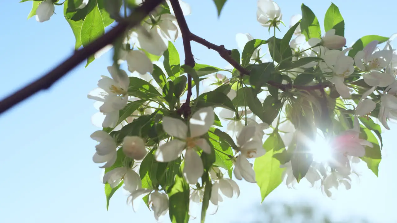 Apple blossoming against bright sun in closeup Apple flowers in garden