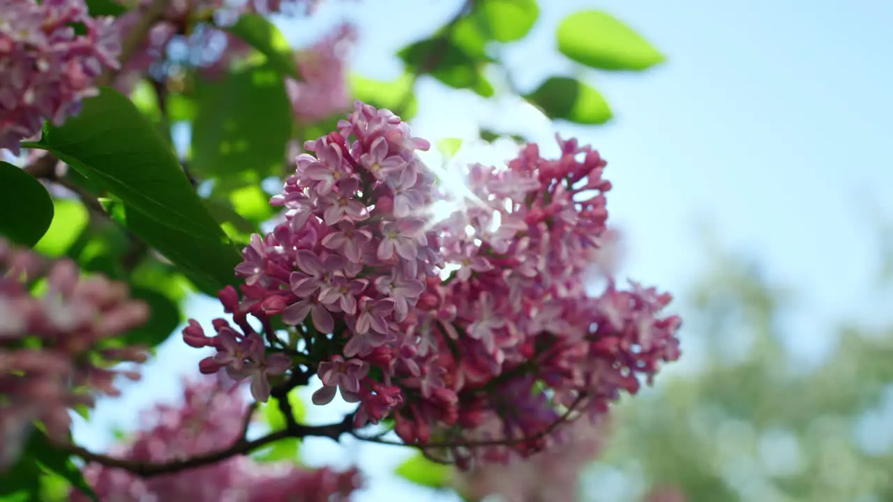 Pink sakura flowers blossoming against bright sun in cloudless blue sky