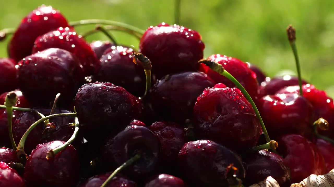 Red ripe sweet cherries close-up with drops of water in the basket on the grass