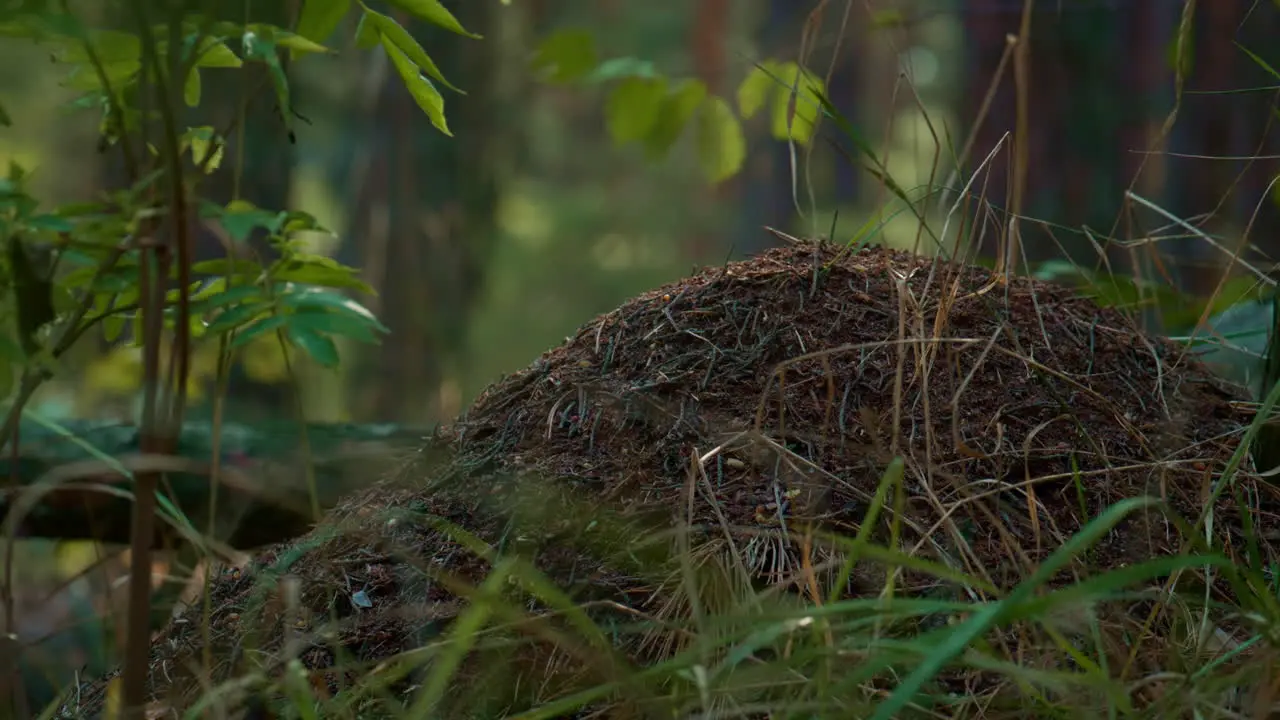 Dangerous anthill in spring grass in outdoors forest woods Wild atmosphere