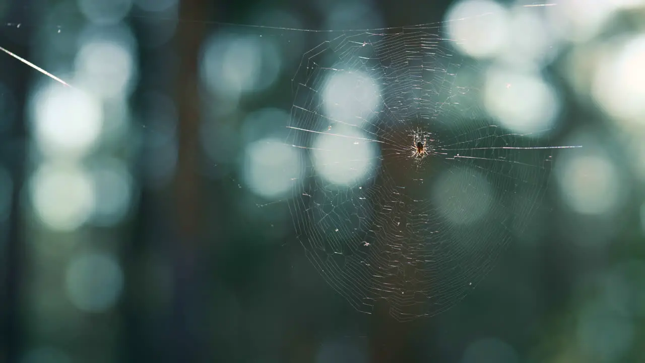 Tiny spider hanging web in green spring season rainforest Cute creature life