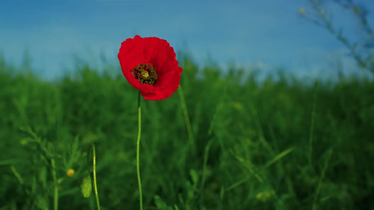 Alone vivid red poppy flower swaying wind in slow motion One papaver flower