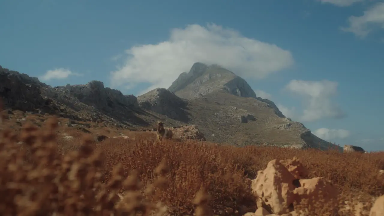 Wide shot of mountain and blue sky with light clouds with goat and arid vegetation in foreground