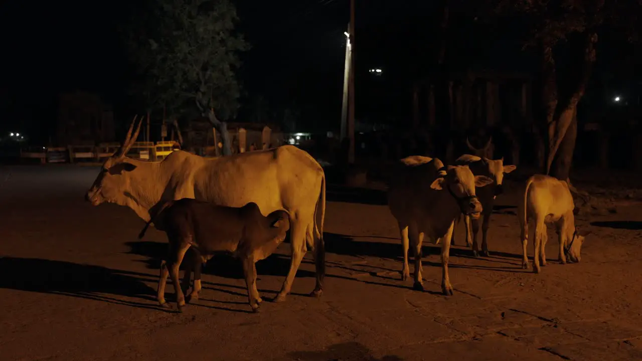 Holy Cows on Indian Street at Night