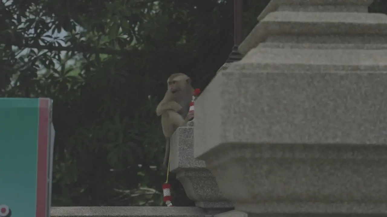 Looking at the monkey drinking milk in the temple