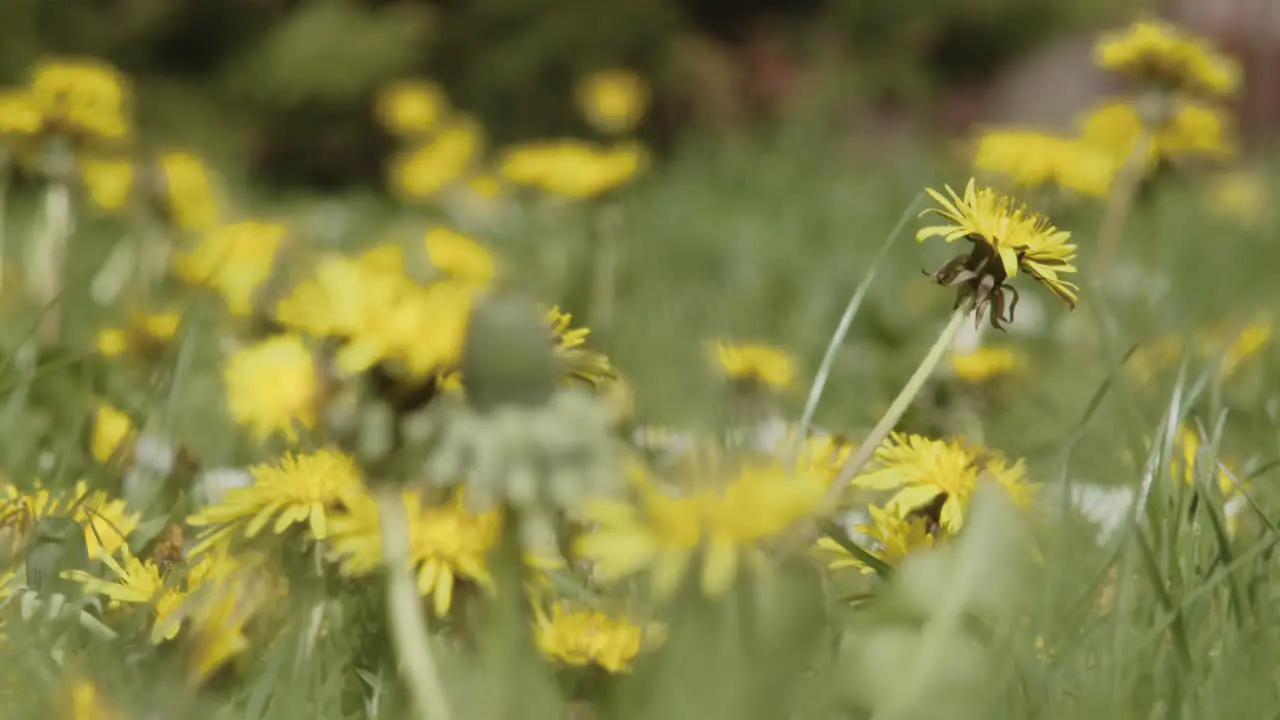 The wind in the meadow danced the first blooming dandelions