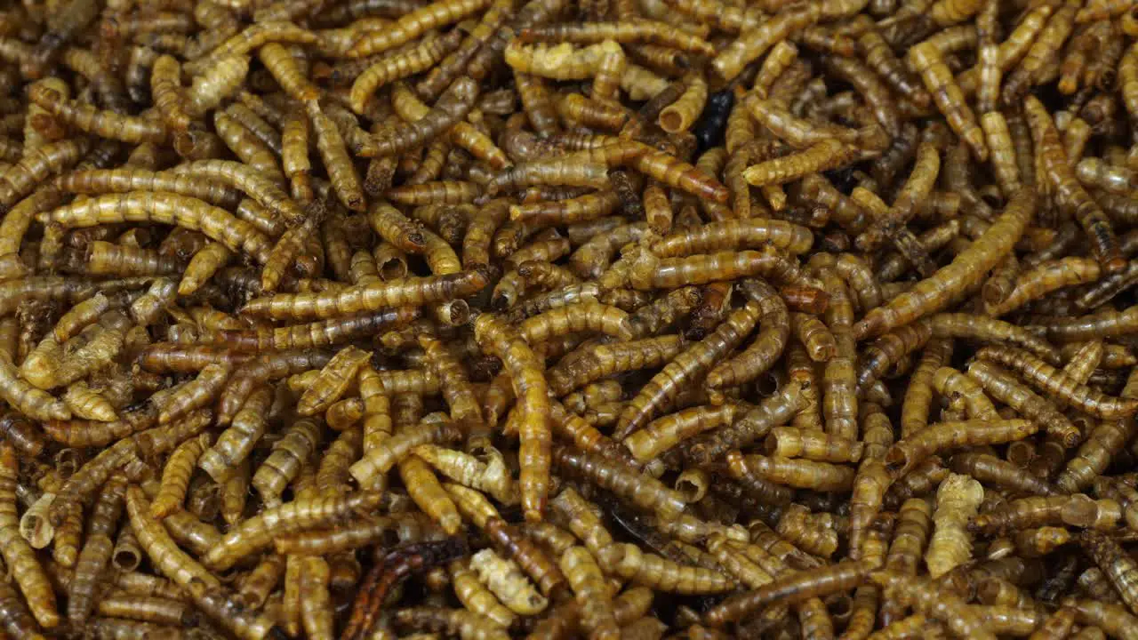 Close up of a batch of dried meal worms being added to with freshly produced product