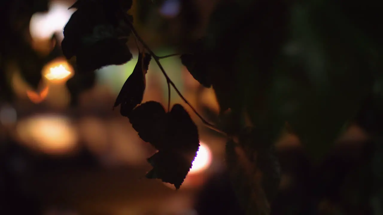 Tree branch with blurred car traffic in background Night view