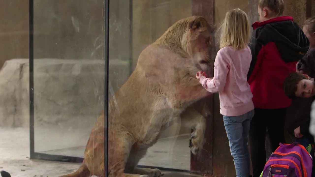 lion in zoo wants to eat children real time