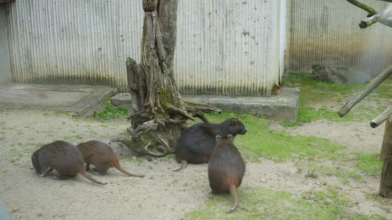 Tasmanian devil family at Prague Zoo