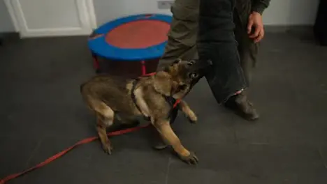 Shepherd dogs attack bite and cling the criminal's hand during military training