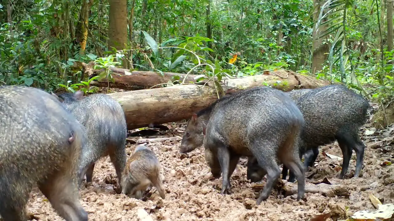 Collared Peccary family
wild amazon animals wild pigs