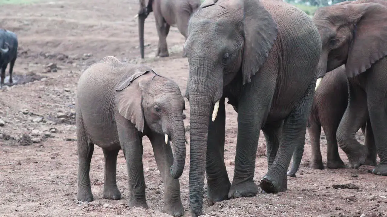 Elephant Family With Calf In Aberdare National Park Kenya East Africa