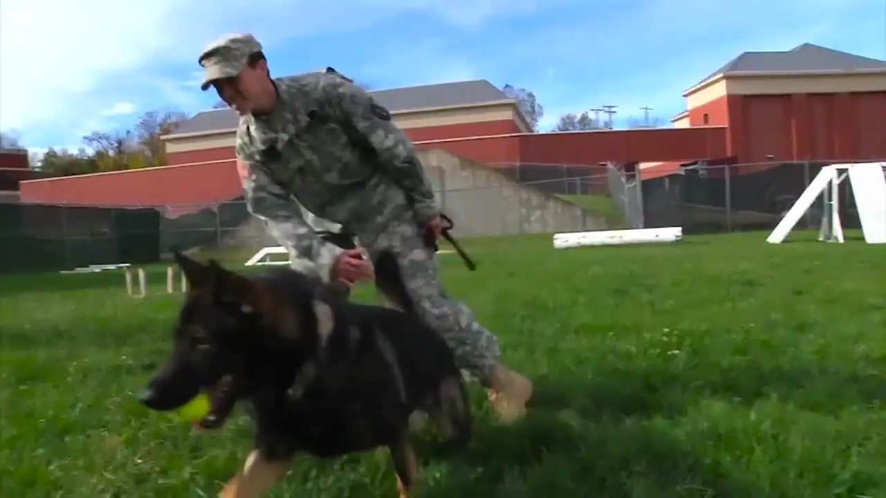 Us Soldiers Train A K9 Dog